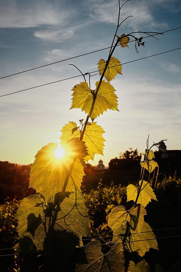 Loisium Wine & Spa Hotel Suedsteiermark Ehrenhausen Eksteriør billede