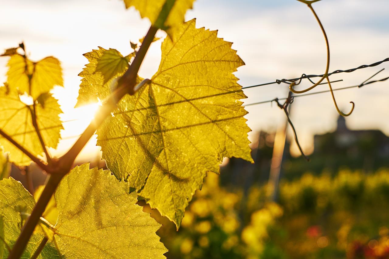 Loisium Wine & Spa Hotel Suedsteiermark Ehrenhausen Eksteriør billede